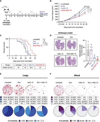 Heterodimeric IL-15 (hetIL-15) reduces circulating tumor cells and metastasis formation improving chemotherapy and surgery in 4T1 mouse model of TNBC